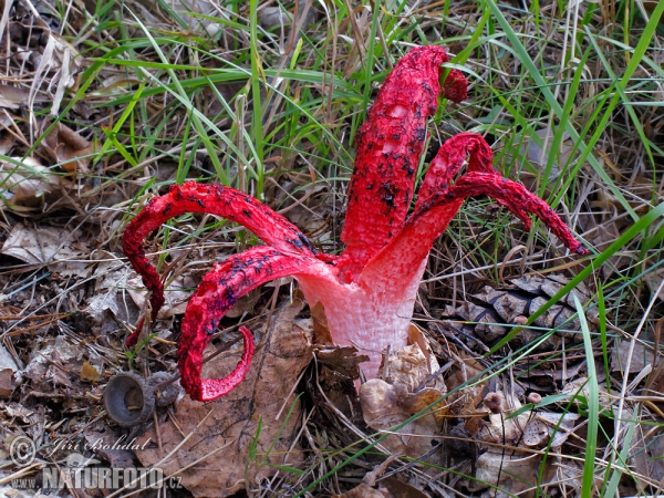 Květnatec Archerův (Clathrus archeri)