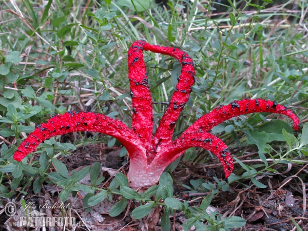 Květnatec Archerův (Clathrus archeri)