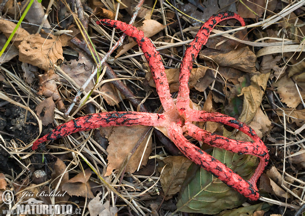 Kvetovec Archerov (Clathrus archeri)