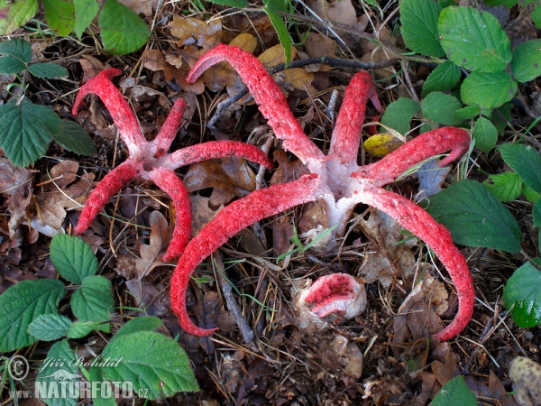 Kvetovec Archerov (Clathrus archeri)