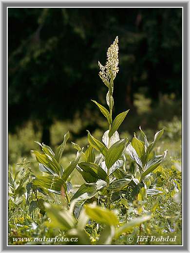 Kýchavica biela (Veratrum album)