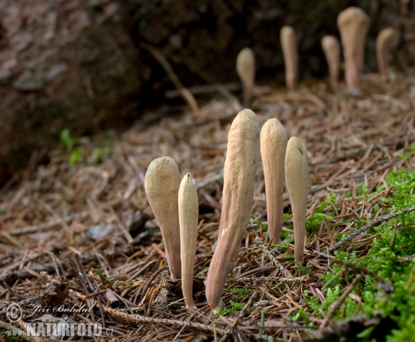 Kyj jazýčkovitý (Clavariadelphus ligula)