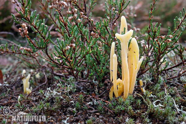 Kyjanka hlínová (Clavaria argillacea)