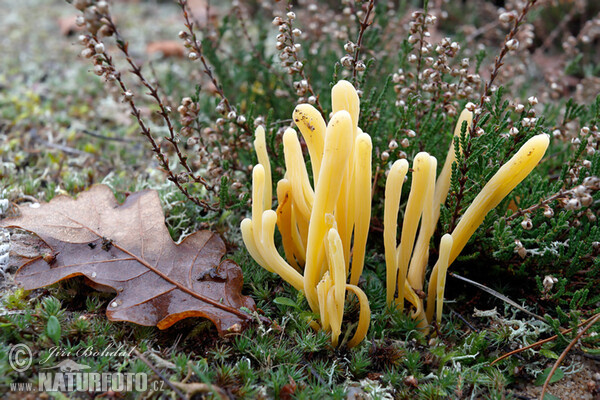 Kyjanka hlínová (Clavaria argillacea)