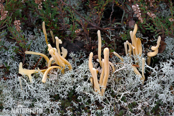 Kyjanka hlínová (Clavaria argillacea)