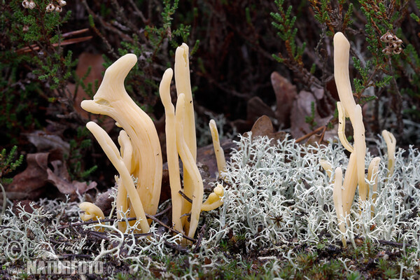 Kyjanka hlínová (Clavaria argillacea)