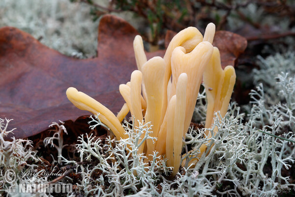 Kyjanka hlínová (Clavaria argillacea)