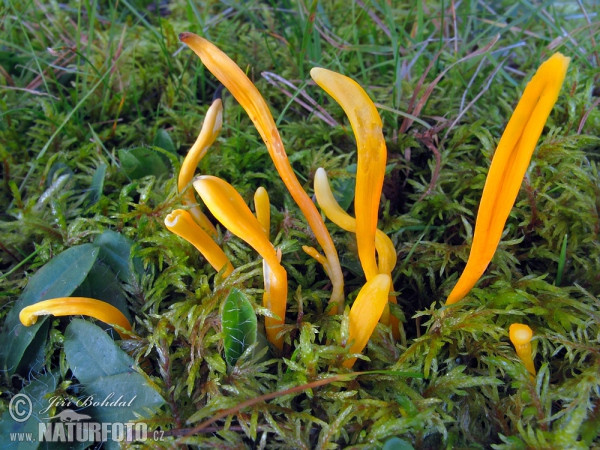 Kyjovečka hnědavá (Clavulinopsis helvola)