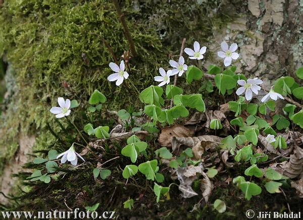 Kyslička obyčajná (Oxalis acetosella)