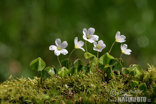 Kyslička obyčajná (Oxalis acetosella)