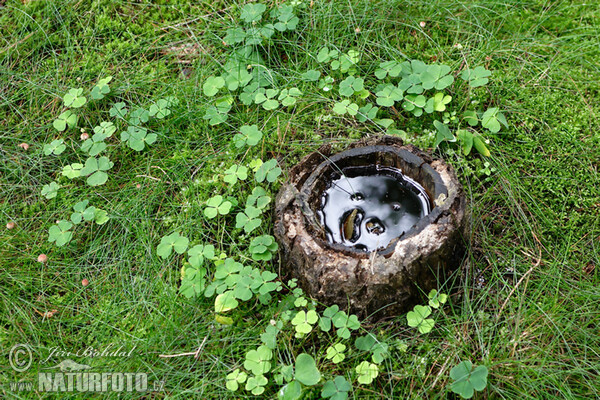 Kyslička obyčajná (Oxalis acetosella)