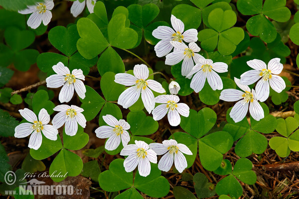 Kyslička obyčajná (Oxalis acetosella)