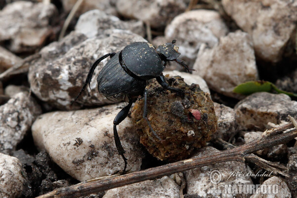 Lajniak skarabeusovitý (Sisyphus schaefferi)