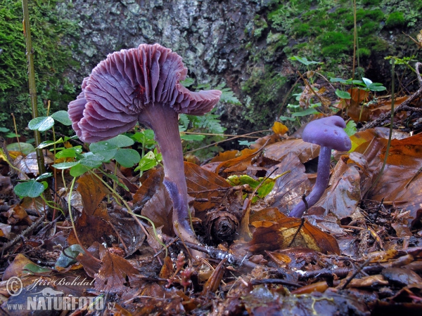 Lakovka ametystová (Laccaria amethystina)