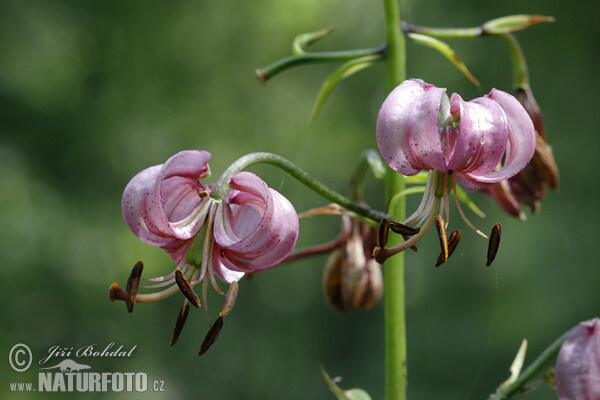 Ľalia zlatohlavá (Lilium martagon)