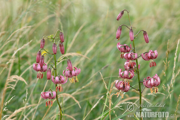 Ľalia zlatohlavá (Lilium martagon)