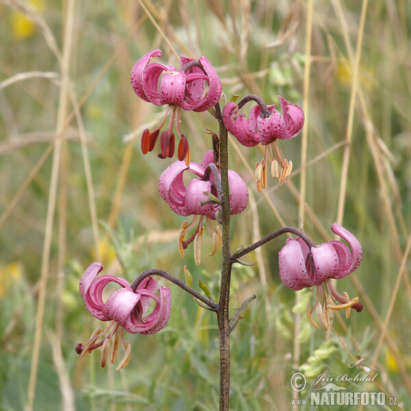 Ľalia zlatohlavá (Lilium martagon)