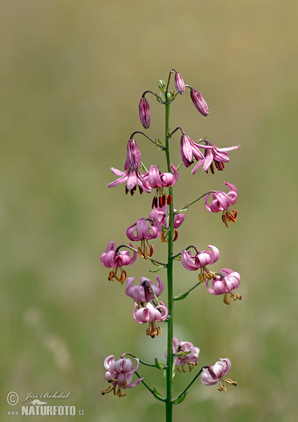 Ľalia zlatohlavá (Lilium martagon)