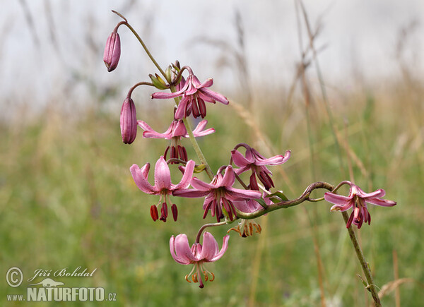 Ľalia zlatohlavá (Lilium martagon)