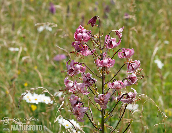 Ľalia zlatohlavá (Lilium martagon)