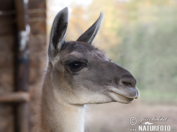 Lama krotká (Lama glama)