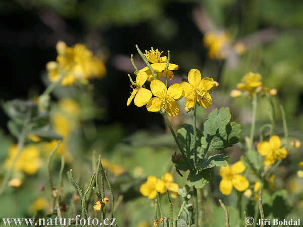 Lastovičník väčší (Chelidonium majus)