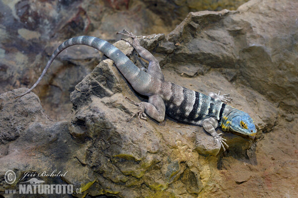 Leguánek modravý (Petrosaurus thalassinus)