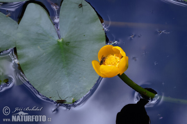 Leknica (Nuphar x spenneriana)