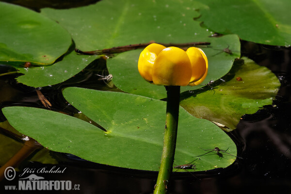 Leknica (Nuphar x spenneriana)