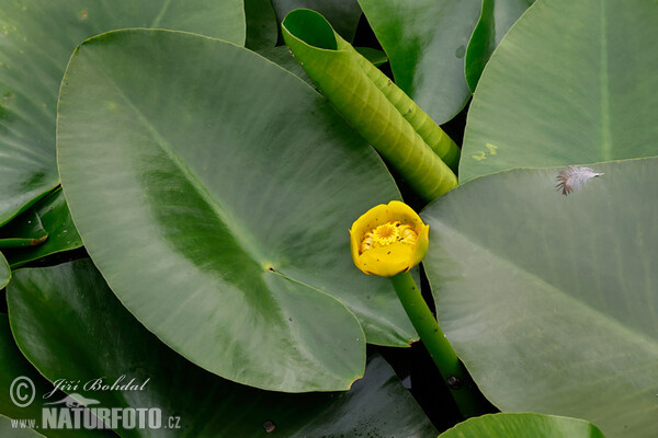 Leknica žltá (Nuphar lutea)