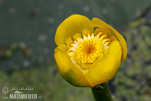 Leknica žltá (Nuphar lutea)