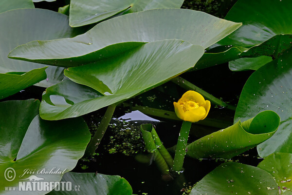 Leknica žltá (Nuphar lutea)