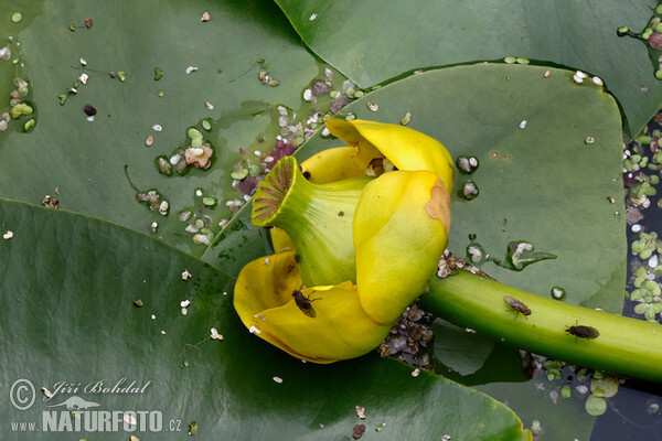 Leknica žltá (Nuphar lutea)