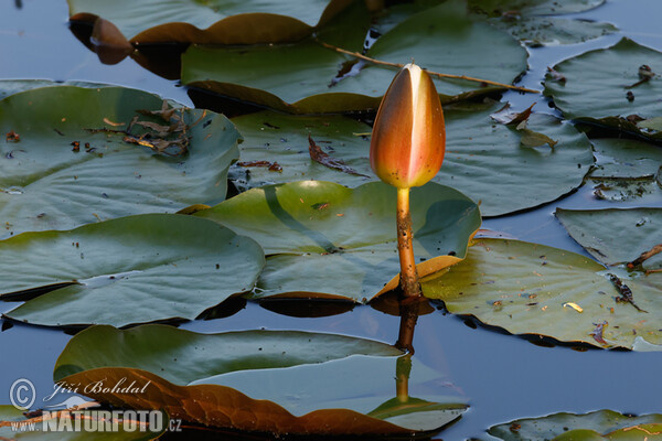 Leknín bělostný (Nymphaea candida)