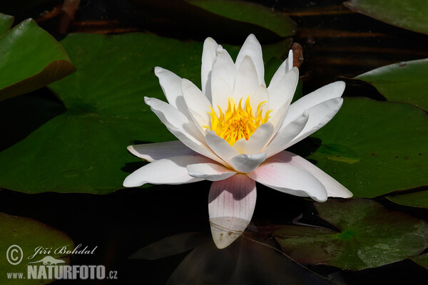 Leknín bělostný (Nymphaea candida)