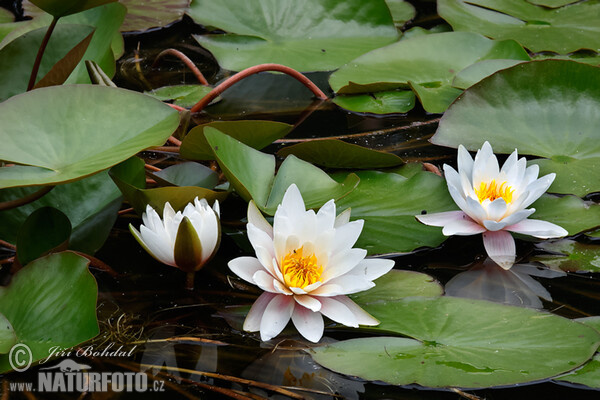 Leknín bělostný (Nymphaea candida)