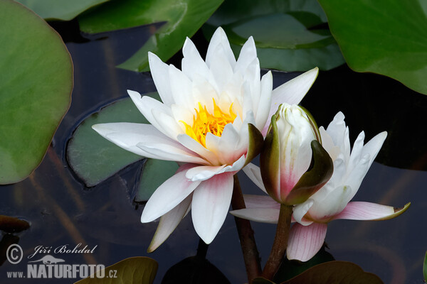 Leknín bělostný (Nymphaea candida)