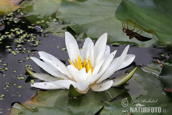 Leknín bílý (Nymphaea alba)