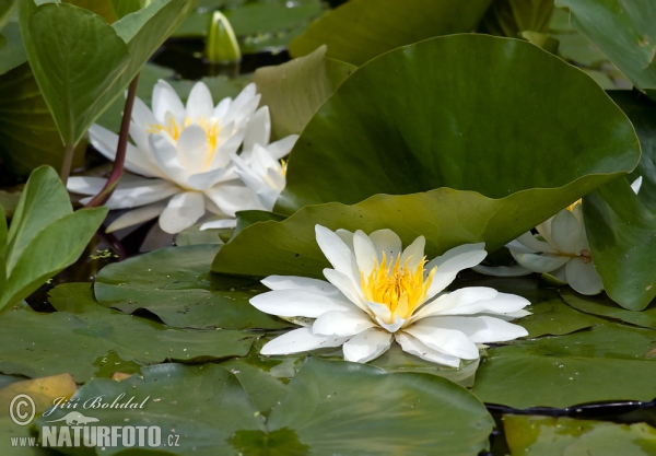 Leknín bílý (Nymphaea alba)