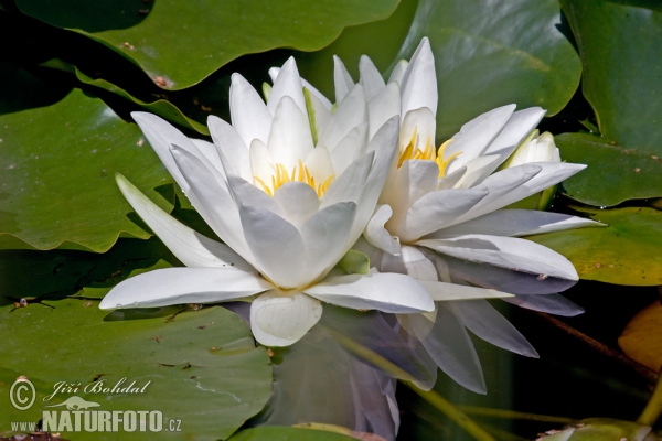 Leknín bílý (Nymphaea alba)