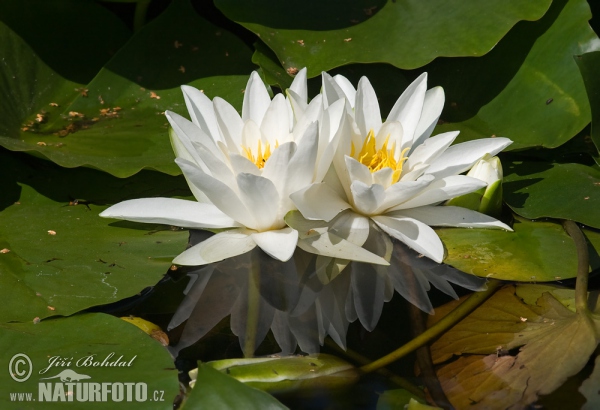 Leknín bílý (Nymphaea alba)