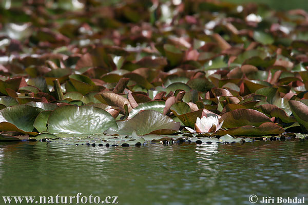 Lekno biele (Nymphaea alba)