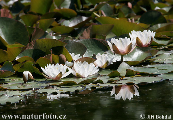 Lekno biele (Nymphaea alba)