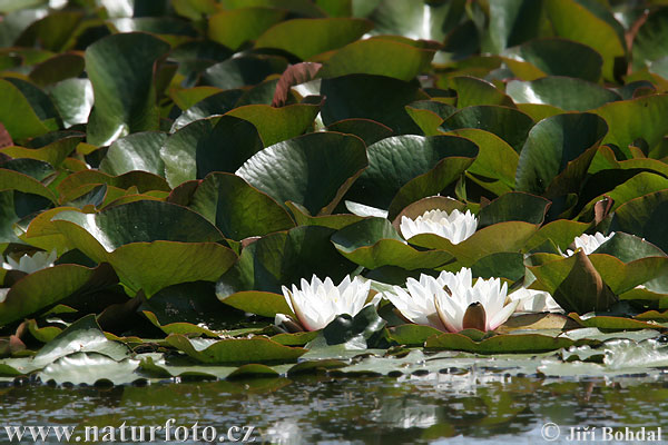 Lekno biele (Nymphaea alba)