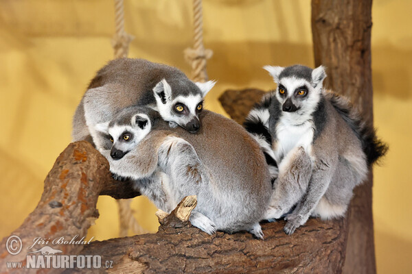 Lemur kata (Lemur catta)