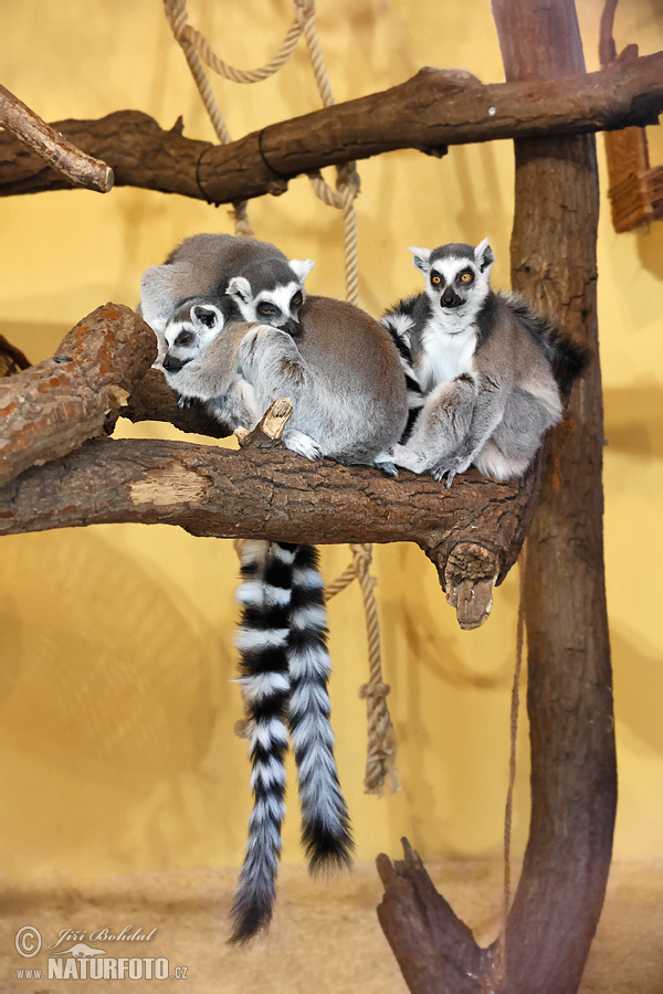Lemur katta mačkovitý (Lemur catta)