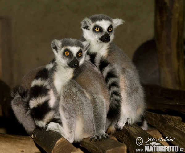 Lemur katta mačkovitý (Lemur catta)