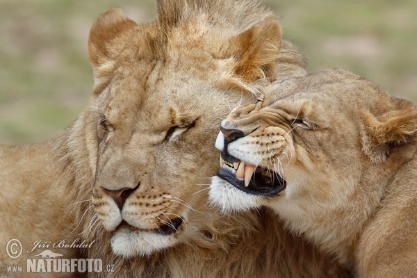 Lev pustinný (Panthera leo)