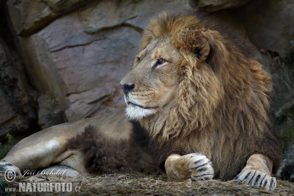 Lev pustinný (Panthera leo)