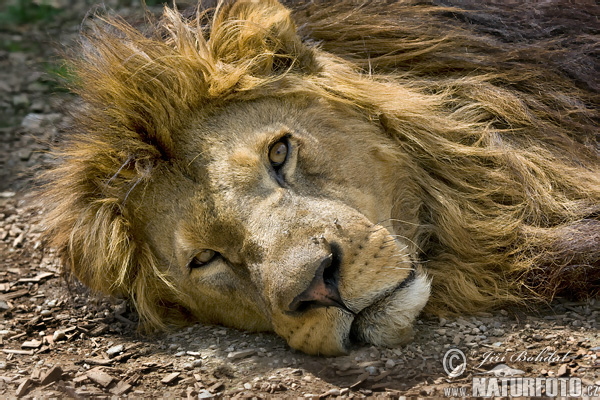 Lev púšťový (Panthera leo)